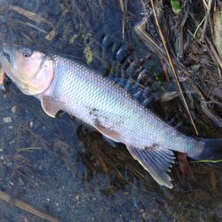 夏の風物詩「ハス」